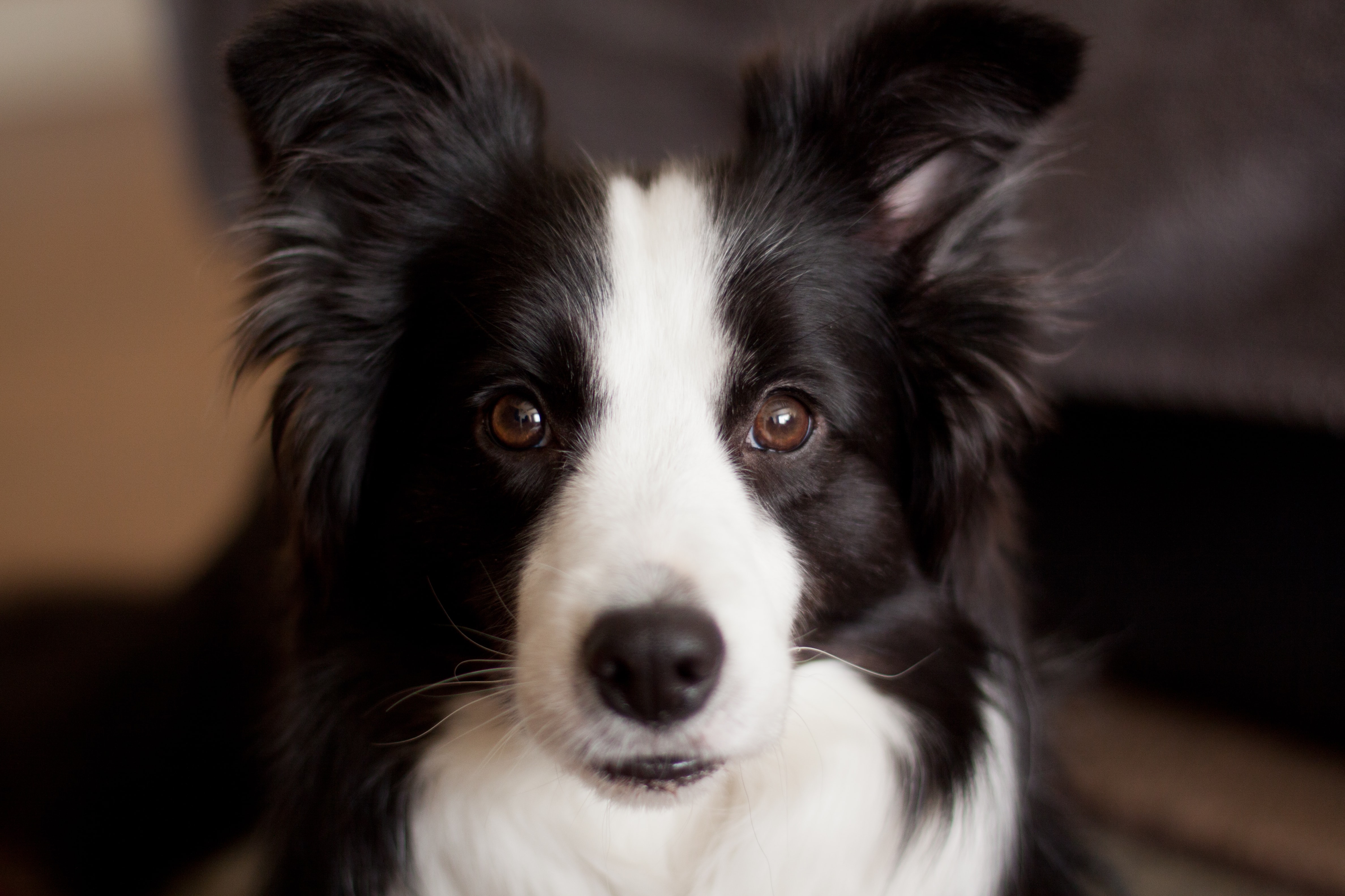 Border Collie Breed Facts, Personality & More