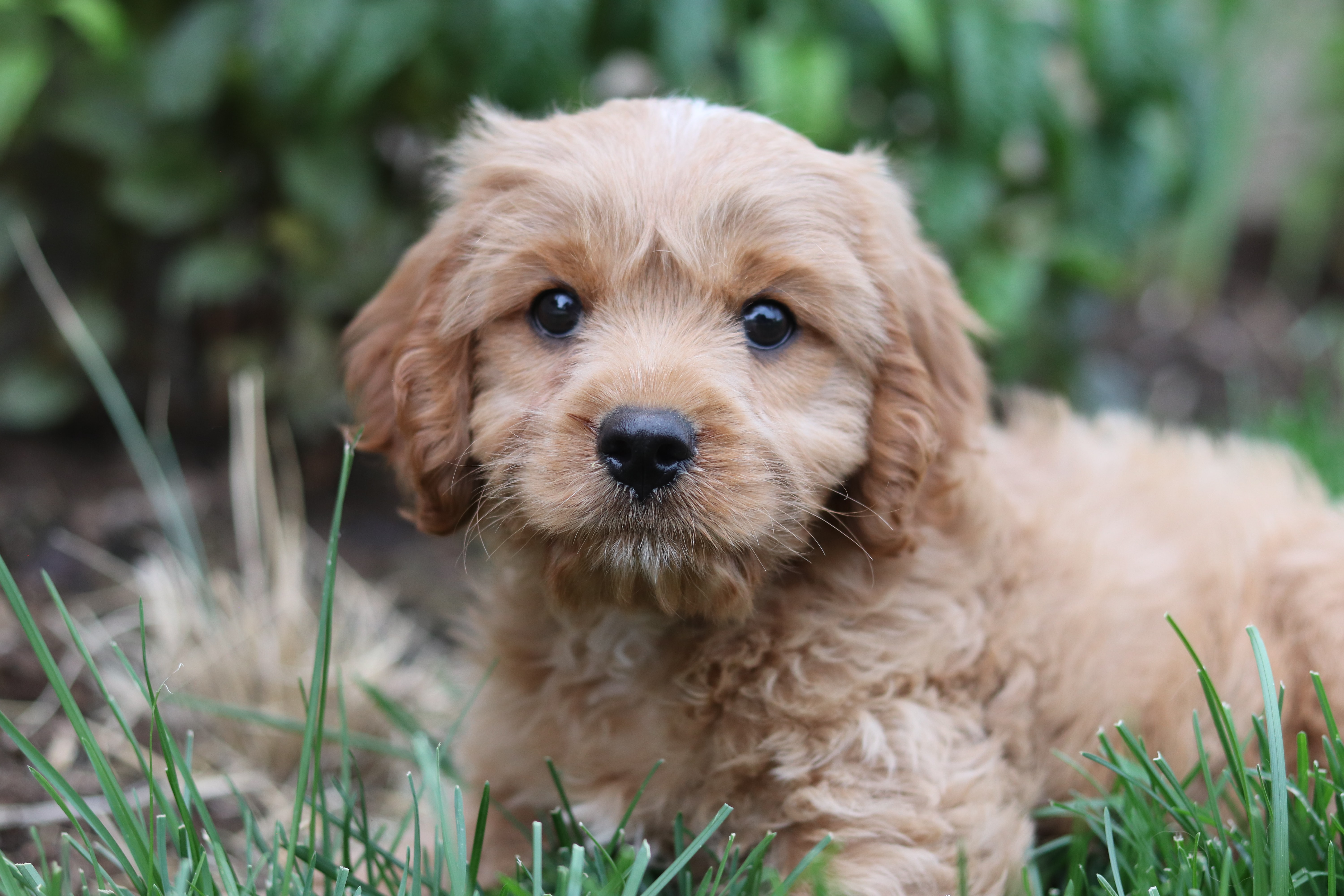 Cavoodle Dog Breed Information Pawshake Blog