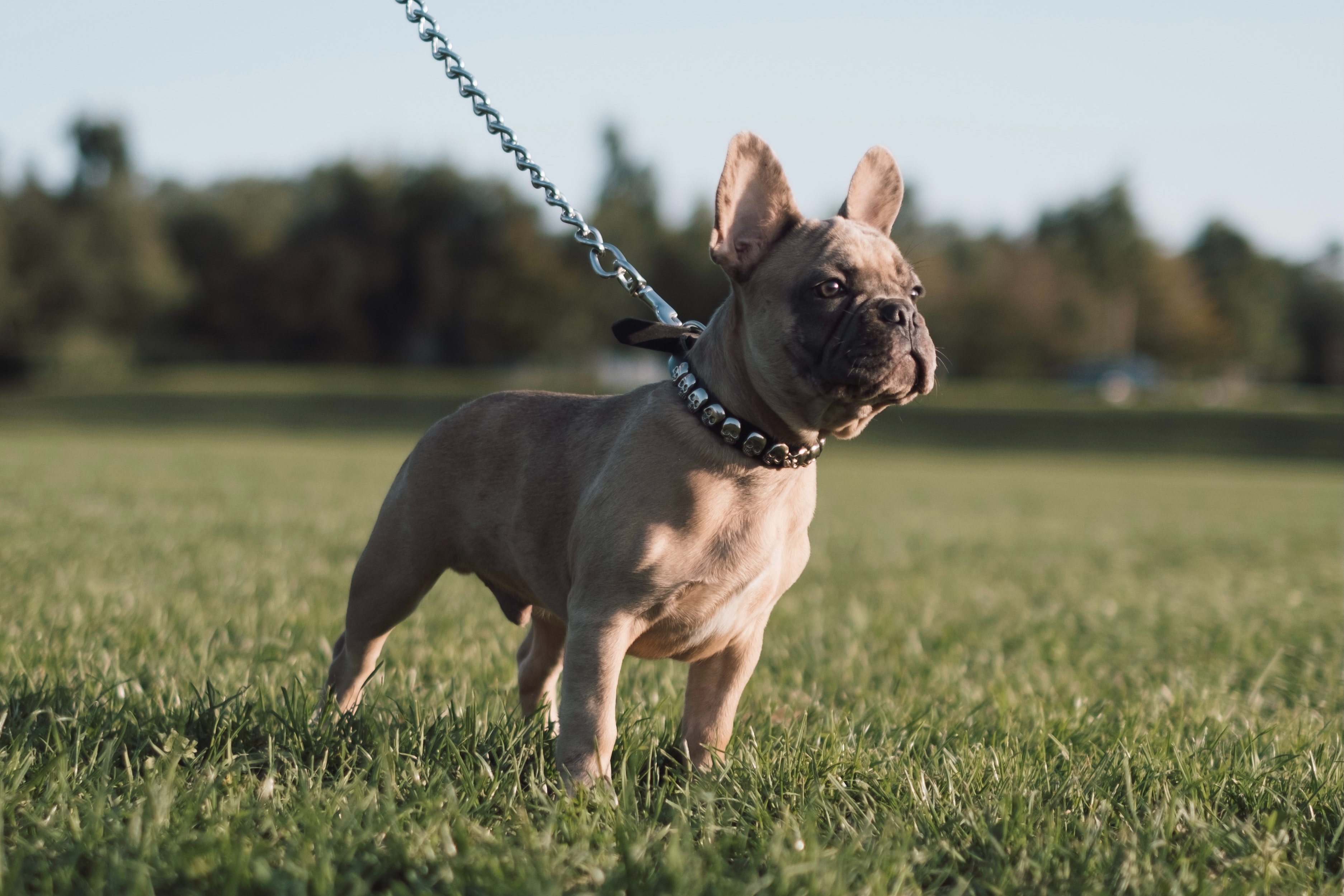 French Bulldog | Dog Breed Information | Pawshake Blog