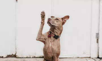 Brown dog raising their paw