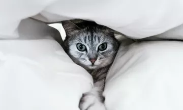 A hiding cat