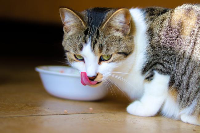 Cat eating from a bowl