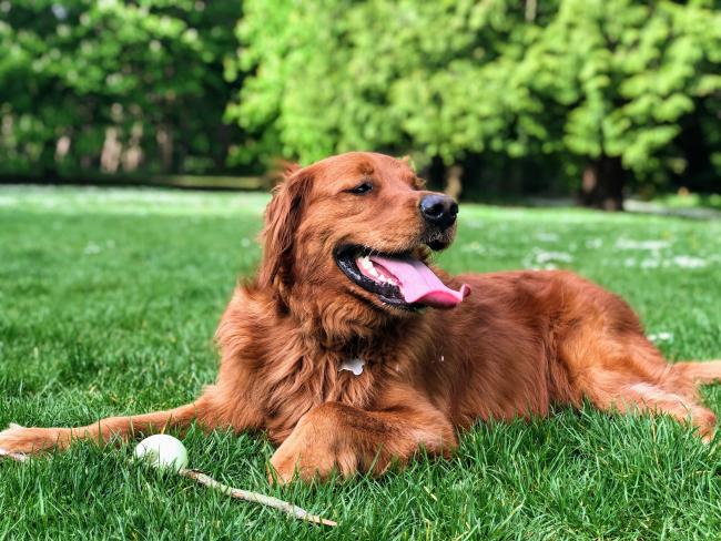 Golden retriever on grass