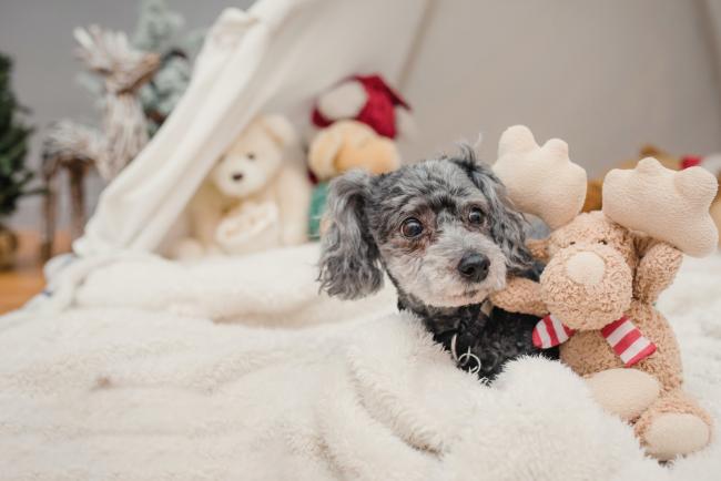 Giving a Puppy as a Gift: What you need to know about Christmas