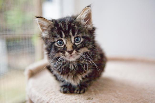 You shouldn't adopt a cat or dog if you can't provide proper care