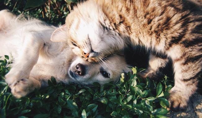 Cats and Dogs can be best mates!