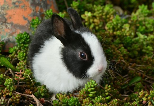 Bunny sitting basics Pawshake Blog