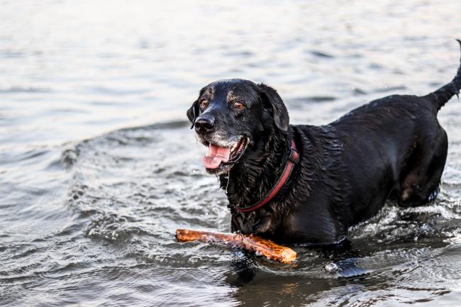 Black labrador fetching a stick in the water