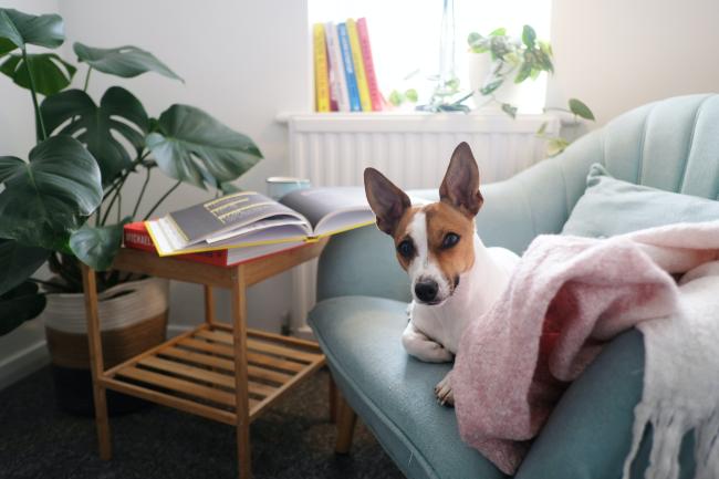 Dog on sofa in house