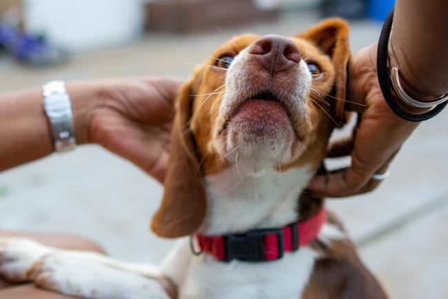 Beagle getting a pat