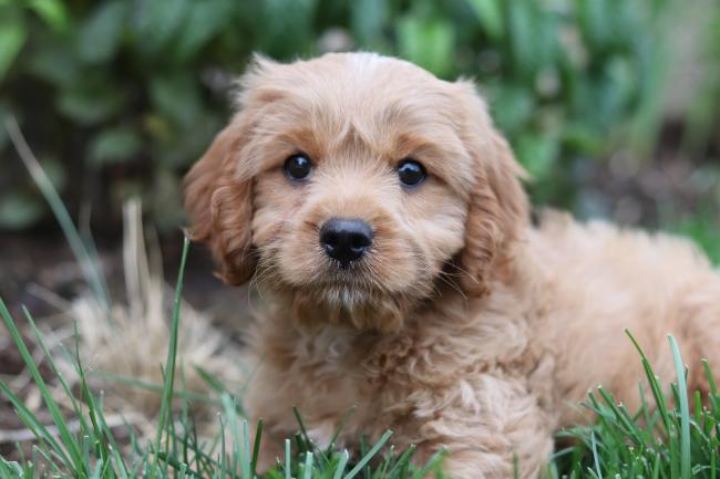 Tan Cavoodle