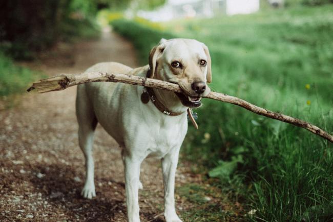 Yellow Labrador holding a stick in it's mouth
