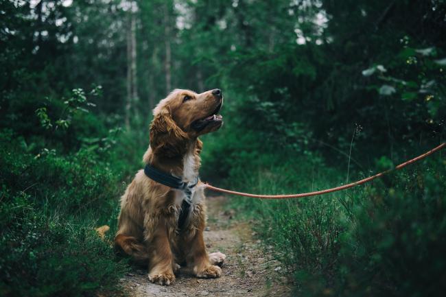 Spaniel with dog walker