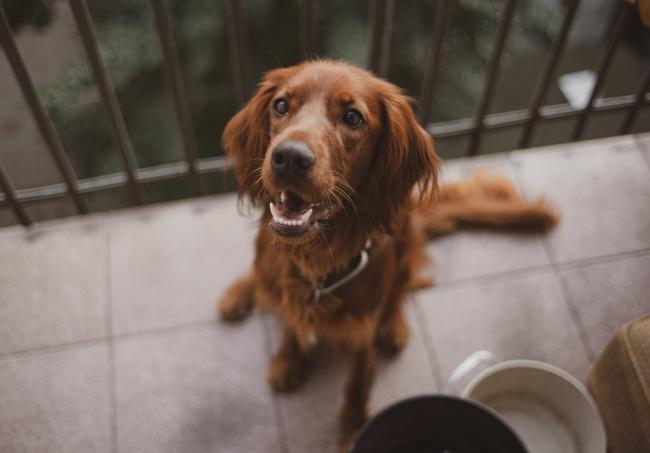 Retriever dog on apartment balcony