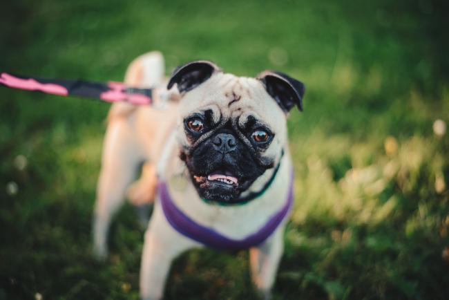 Pug on a pink leash