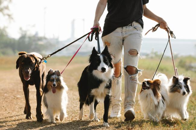 Dog walker with several dogs