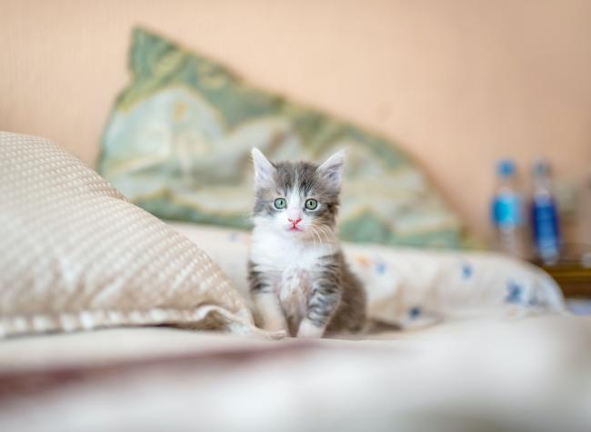Kitten