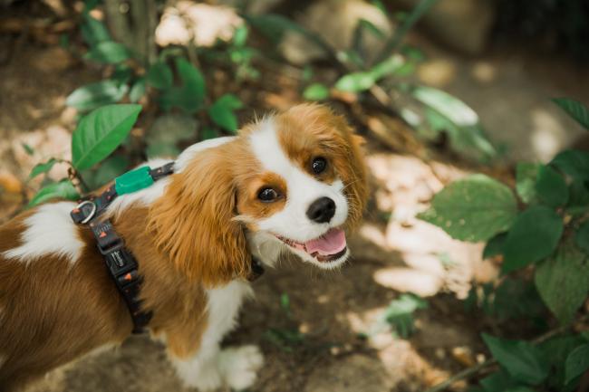 King Charles Cavalier on a walk