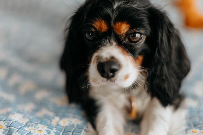 King Charles Cavalier