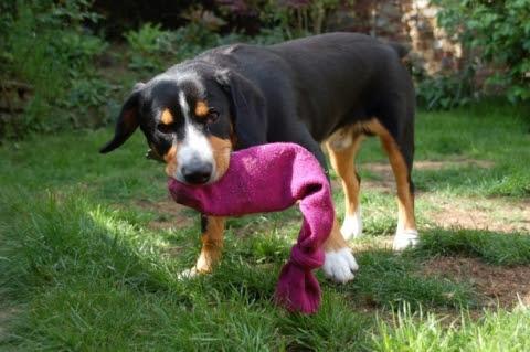 Dog chew bottle in sock