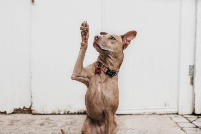 Brown dog raising their paw
