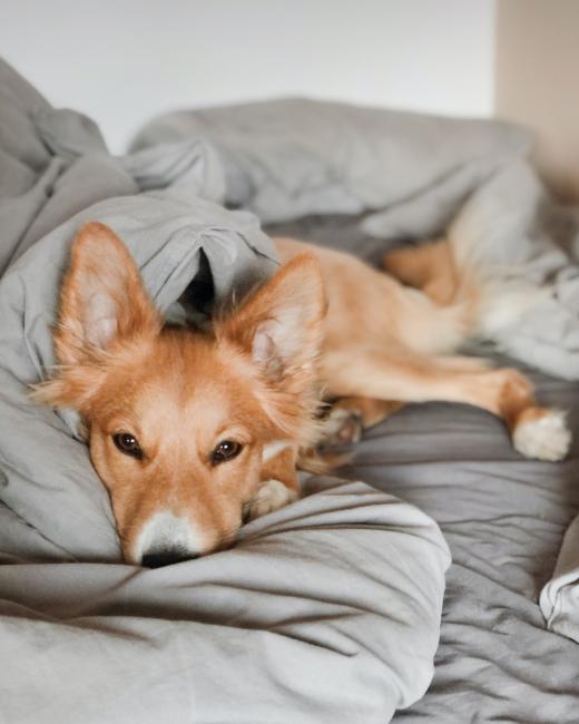 A dog in bed