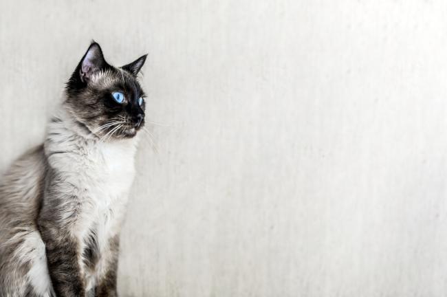 A Handsome Ragdoll