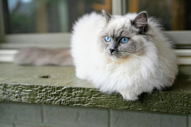 A Ragdoll Cat