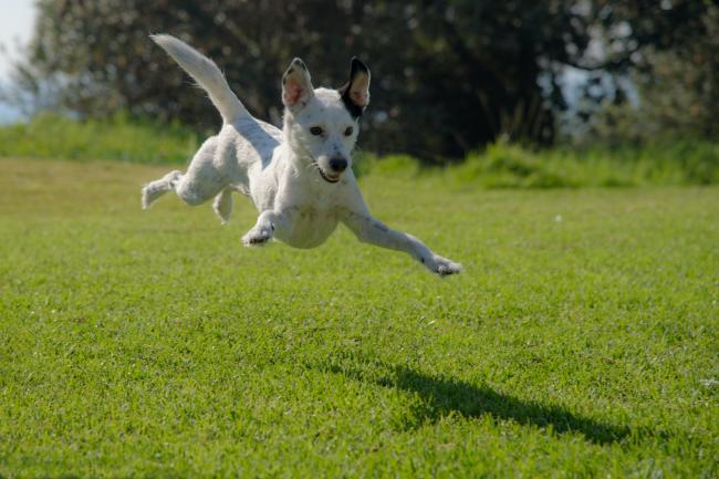 A Dog plays hard