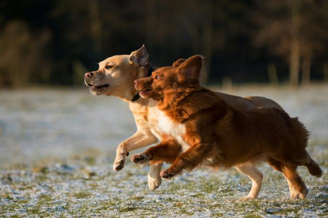 Two Dogs playing