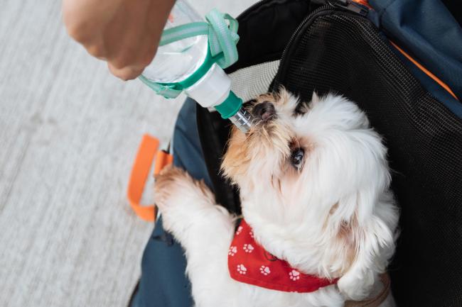 A dog drinking