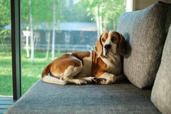 A Beagle on a couch