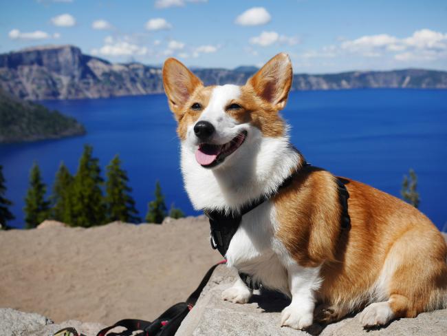 Welsh Corgi outdoors