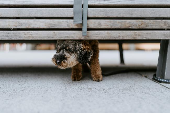 A nervous dog