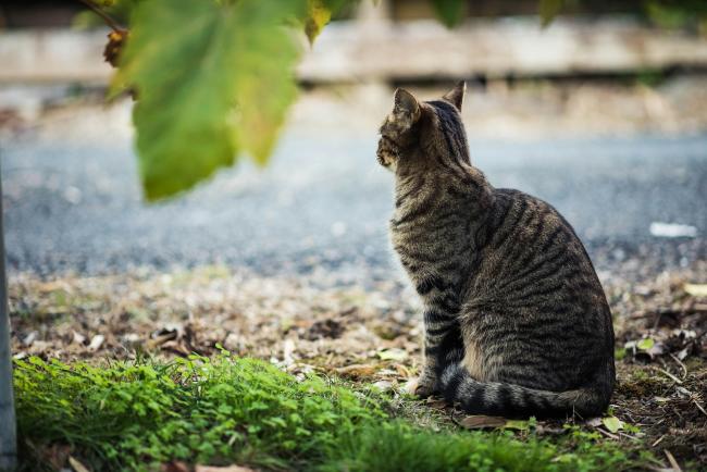 A cat views their territory