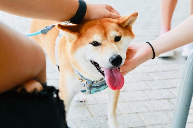 A dog meets new friends