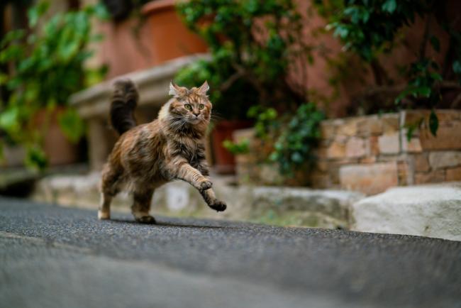 A cat sprinting